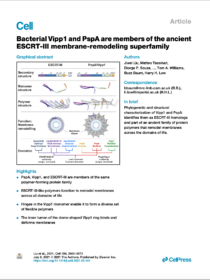 Bacterial Vipp1 and PspA are members of the ancient ESCRT-III membrane-remodelling superfamily.<br /><strong>J Liu, M Tassinari, D P Souza, S Naskar, JK Noel, O Bohuszewicz, M Buck, TA Williams, B Baum*, HH Low*</strong> (2021)