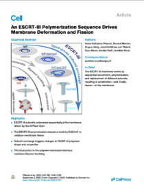 An ESCRT-III Polymerization Sequence Drives Membrane Deformation and Fission<br />
<strong>AK Pfitzner, V Mercier, X Jiang, J Moser von Filseck, B Baum, A Šarić, A. Roux</strong> (2020)