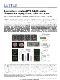 Kinetochore- localized PP1-Sds22 couples chromosome segregation to polar relaxation.<br />
<strong>Rodrigues, NT., Lekomtsev, S., Jananji, S., Kriston-Vizi, J., Hickson, GR., & Baum, B.</strong> (2015)<br />