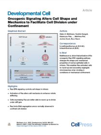 Oncogenic signaling alters cell shape and mechanics to facilitate cell division under confinement.<br />
<strong>HK Matthews, S Ganguli, K Plak, AV Taubenberger, M Piel, J Guck, B Baum.</strong> (2020)