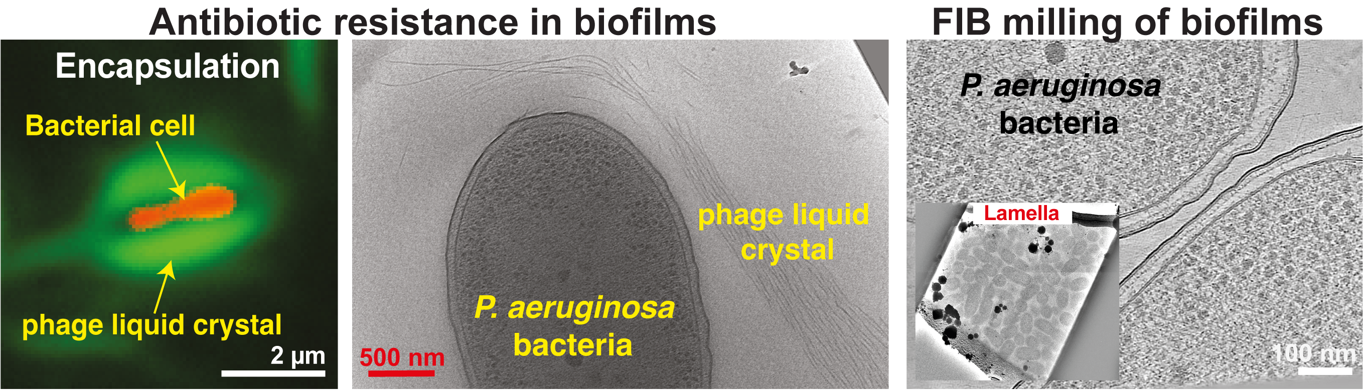 Biofilms_v2-01