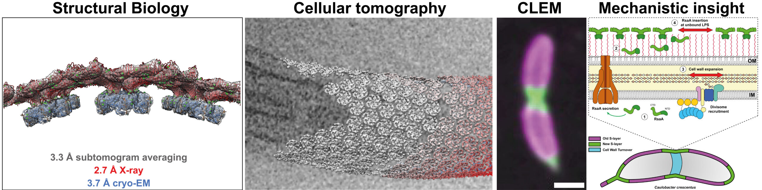 Cellular_structural_biology_v2-01