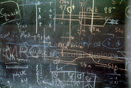 Blackboard used by Sydney Brenner and Francis Crick showing markings in different coloured chalks, c. 1962. (Probably taken in 