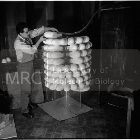 The sculptor John Ernest constructing a model of the tobacco mosaic virus, photographed by John Finch. Aaron Klug commissioned Ernest to build the model for the International Science Pavilion at the Brussels World Exhibition in 1958. More photographs from this series can be seen at the Models & Artefacts section of the website.
