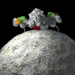 mTORC1 recruited to a lysosome by Rag GTPases in order to be activated by RHEB