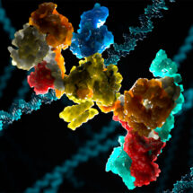 Fanconi anaemia core complex structure