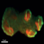 Dictyostelium cell making four macropinosomes, each of which is organised around a patch of PIP3 (orange) with SCAR/WAVE recruited to its perimeter (green)