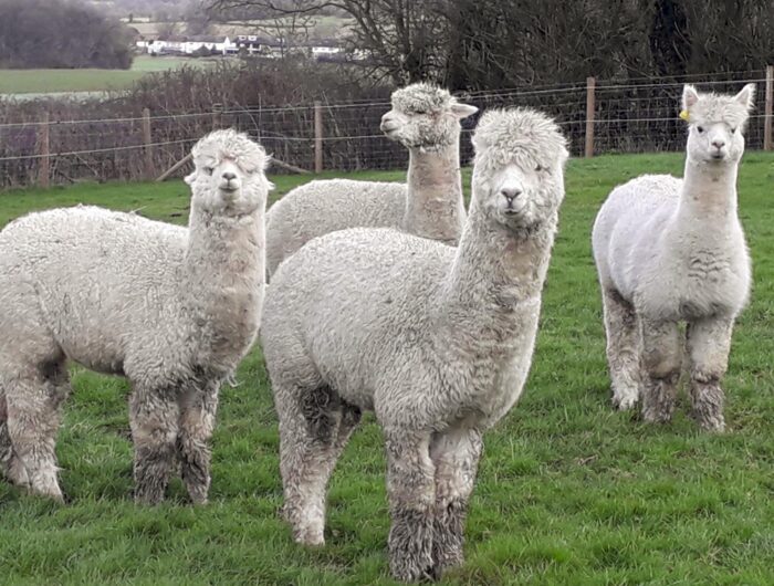 The LMB alpacas at the Royal Veterinary College