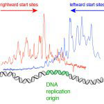 Mapping start sites for DNA replication