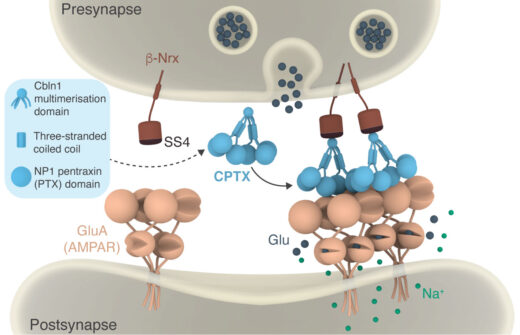 Structure-guided design of CPTX, a synthetic synaptic organiser (Suzuki et al, 2020).