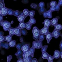 Cryo-EM map of mouse apoferritin
