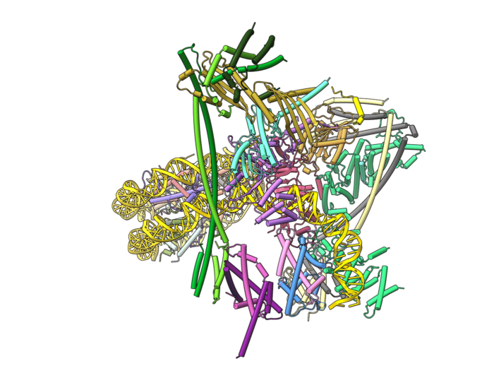 Graphic illustrating human inner kinetochore – CENP-A