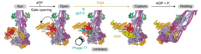 Schematic illustrating the structural changes undergone by MukBEF SMC complex during DNA capture and ingestion.