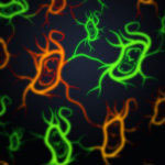 Cells