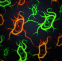 Cells