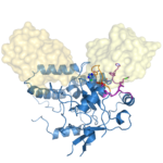 Cezanne–Lys11 diubiquitin complex structure