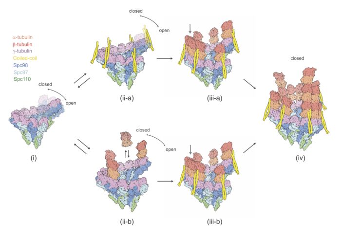 The coiled-coil proteins (yellow) bind to the yTuRC template and catalyse microtubule (orange/red) nucleation during cell division.
• Caption for additional image: The coiled-coil proteins (yellow) bind to the yTuRC template and catalyse microtubule (orange/red) nucleation during cell division.