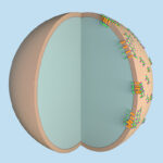 Graphics illustrating how engineering cortical polarity of the Par-complex in normally unpolarized mammalian cells induces key features of asymmetric cell division, spindle orientation and central spindle asymmetry.