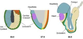 Embryo Diagram
