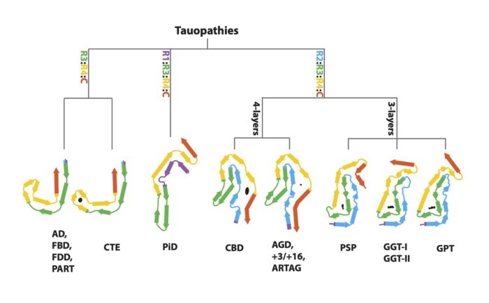 Chart showing the new hierarchical method to characterise tauopathies on the basis of their filament folds