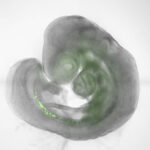 Germ cell development threatens genetic integrity