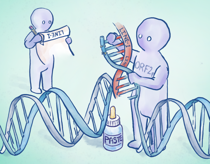 A drawing of two figures standing behind a DNA double helix. The figure in the rear is reading a scroll titled ‘LINE-1’, whilst the figure in the foreground is pulling apart the DNA double helix to glue in a new, red strand labelled ‘LINE-1’. The foreground figure has ‘ORF2p’ written across the chest and a bottle of paste at its feet.