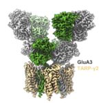 Structure of GluA3