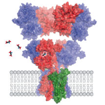 AMPA receptor with GluA1 (blue) and GluA2 (red) subunits and TARP γ8 auxiliary subunit. Binding of the neurotransmitter glutamate will allow the pore to open and sodium ions to flow into the neuron