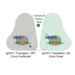 Amino acid with tgCRY1 translation off left the body clock unaffected. However, addition of an unnatural amino acid turned on the translation of this gene and reset the clock.
