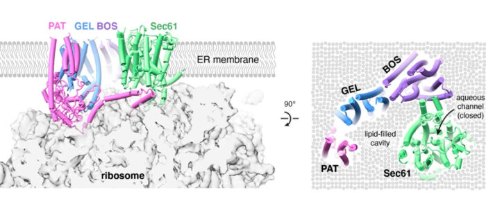 Structural model for the multipass translocon bound to a translating ribosome at the endoplasmic reticulum membrane, where membrane proteins are made.