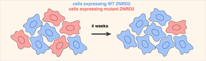 Graphic illustrating how cells expressing mutant ZNRD2, coloured red, are less abundant that cells expressing wild type ZNRD2, coloured blue, in a fitness competition assay.