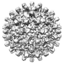 A 3D reconstruction of hepatitis B virus capsid at 100 keV