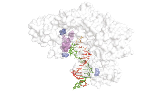 Diagram showing the reverse transcriptase structure (white) with nascent cDNA strand (red), XNA template (green) and different regions critical for reverse transcription of XNA templates (blue and purple)