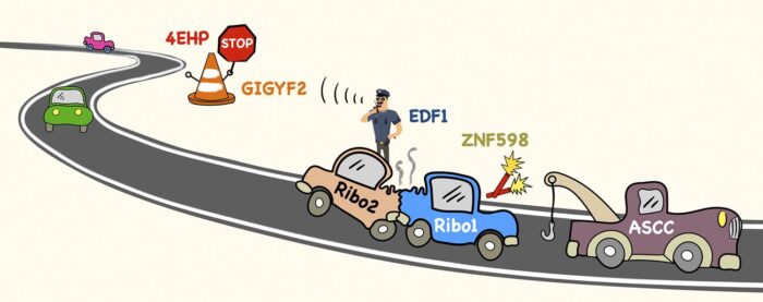 Ribosome collisions along an mRNA ‘road’ relay a message to stop new ribosomes from entering while a tow truck clears the wreckage.