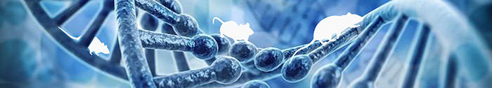 mouse on DNA