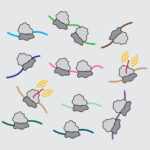 Translating ribosomes with the emerging protein acting as a beacon