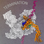 : Image of the replisome with bound ubiquitin ligase targeting the replisome for disassembly.