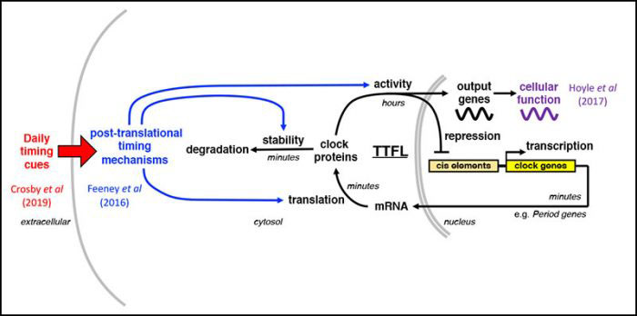 Schematic
