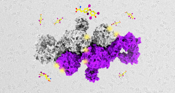 Thyroglobulin structure