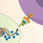 Cytosolic antibody receptor and ubiquitin ligase TRIM21