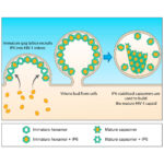 The HIV-1 immature lattice enriches IP6 into virions to catalyse mature capsid assembly.