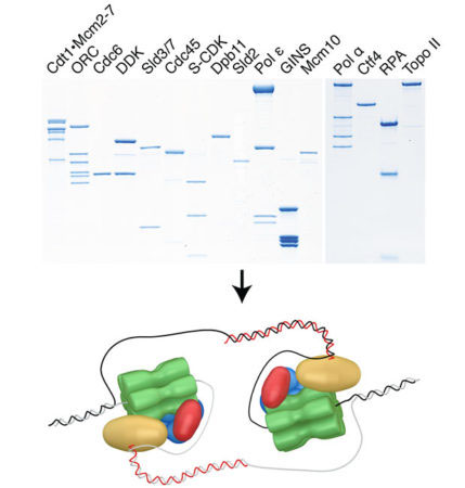 Regulated assembly of a minimal eukaryotic replisome with purified proteins
