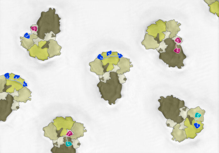 Abstract drawings of COVID-19 viruses in shades of green, each with the new class of antivirals attached to them, which block infection.
