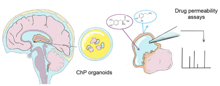 Drawing of choroid plexus (ChP) organoids producing CSF-like fluid protected from the outside by a tight barrier that is highly similar to the barrier of the actual human brain. The ability of drugs, such as dopamine and L-dopa (pictured) to cross this barrier can be examined by extracting the fluid and analyzing it for their presence.