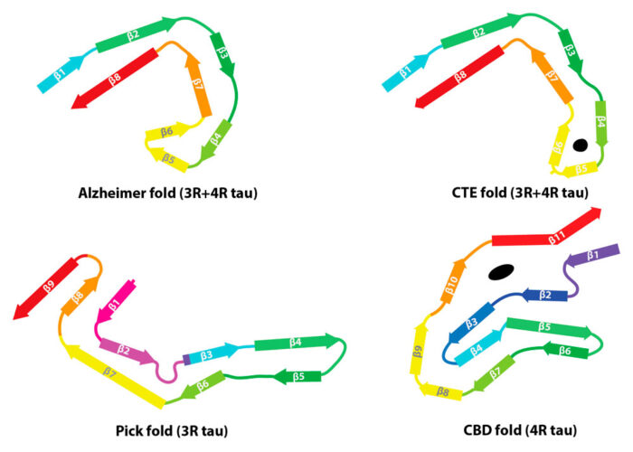 Tau filament folds from four different tauopathies