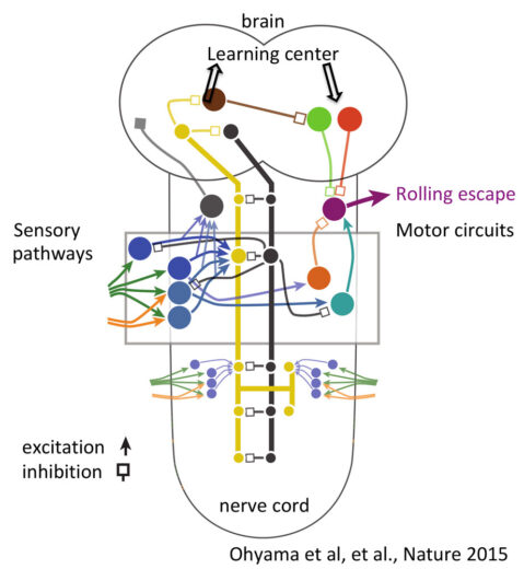 Circuitry for sensing punishments and mediating escape