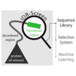 : IDR-Screen helps to identify functional segments in disordered protein regions (dark proteome)