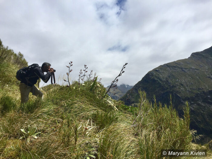 Manu Hegde in New Zealand