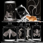 Molecular Cell Cover