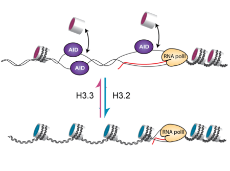Nucleosomes containing H3.3 more readily allow single stranded DNA formation and AID access to the immunoglobulin variable region.